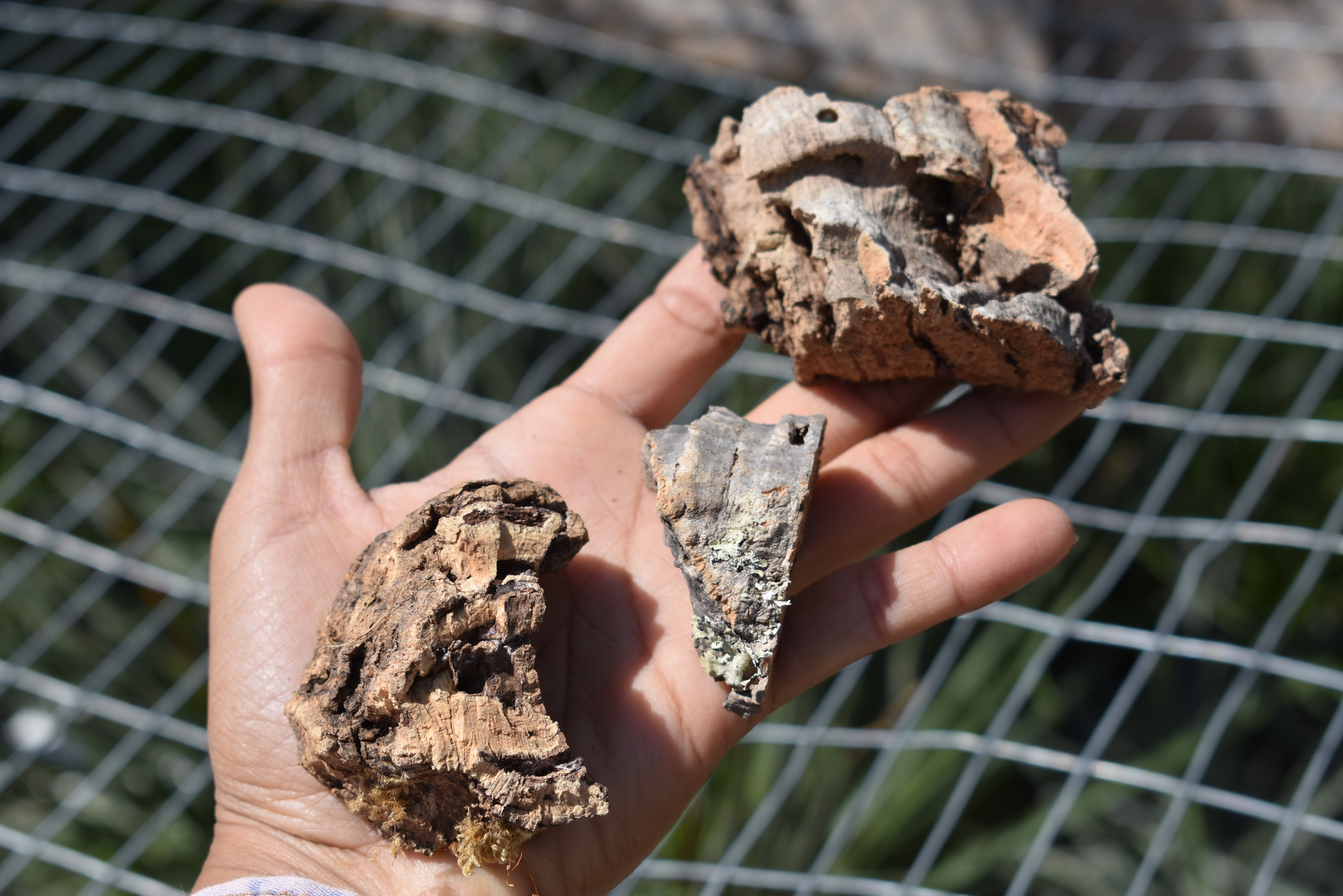 Virgin cork bark scraps for bird chew toys and reptile enclosures