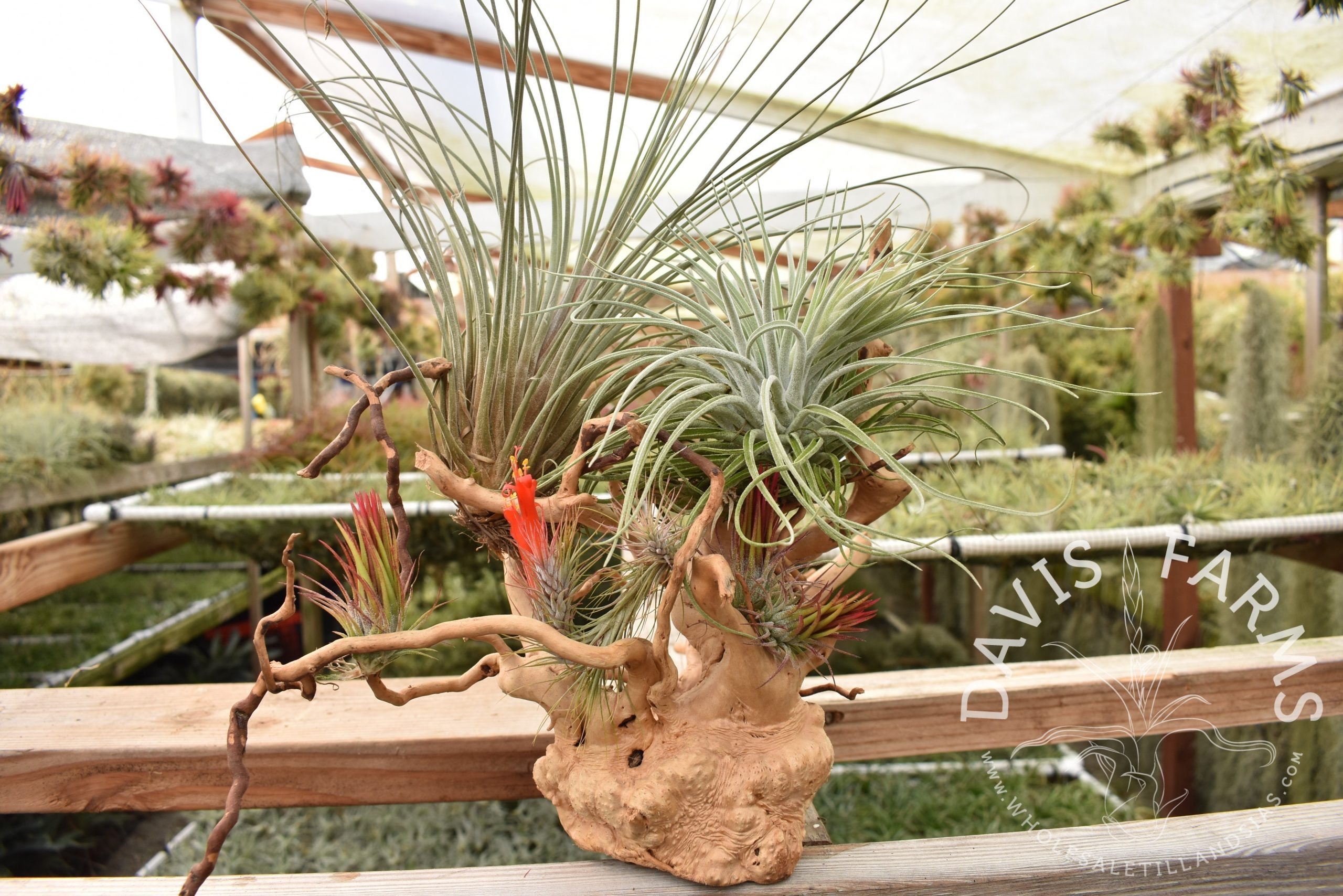 Hardwood root ball