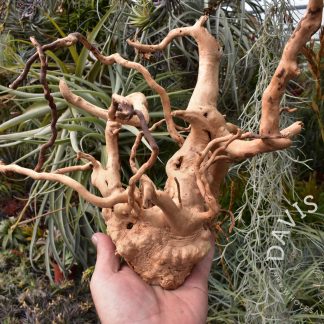 Hardwood root ball
