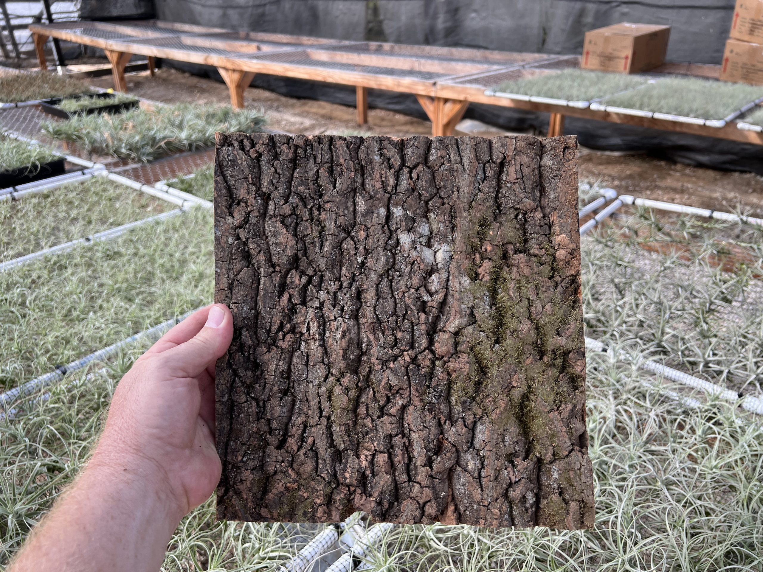 Virgin cork bark tile with pressed back panel for vivarium walls