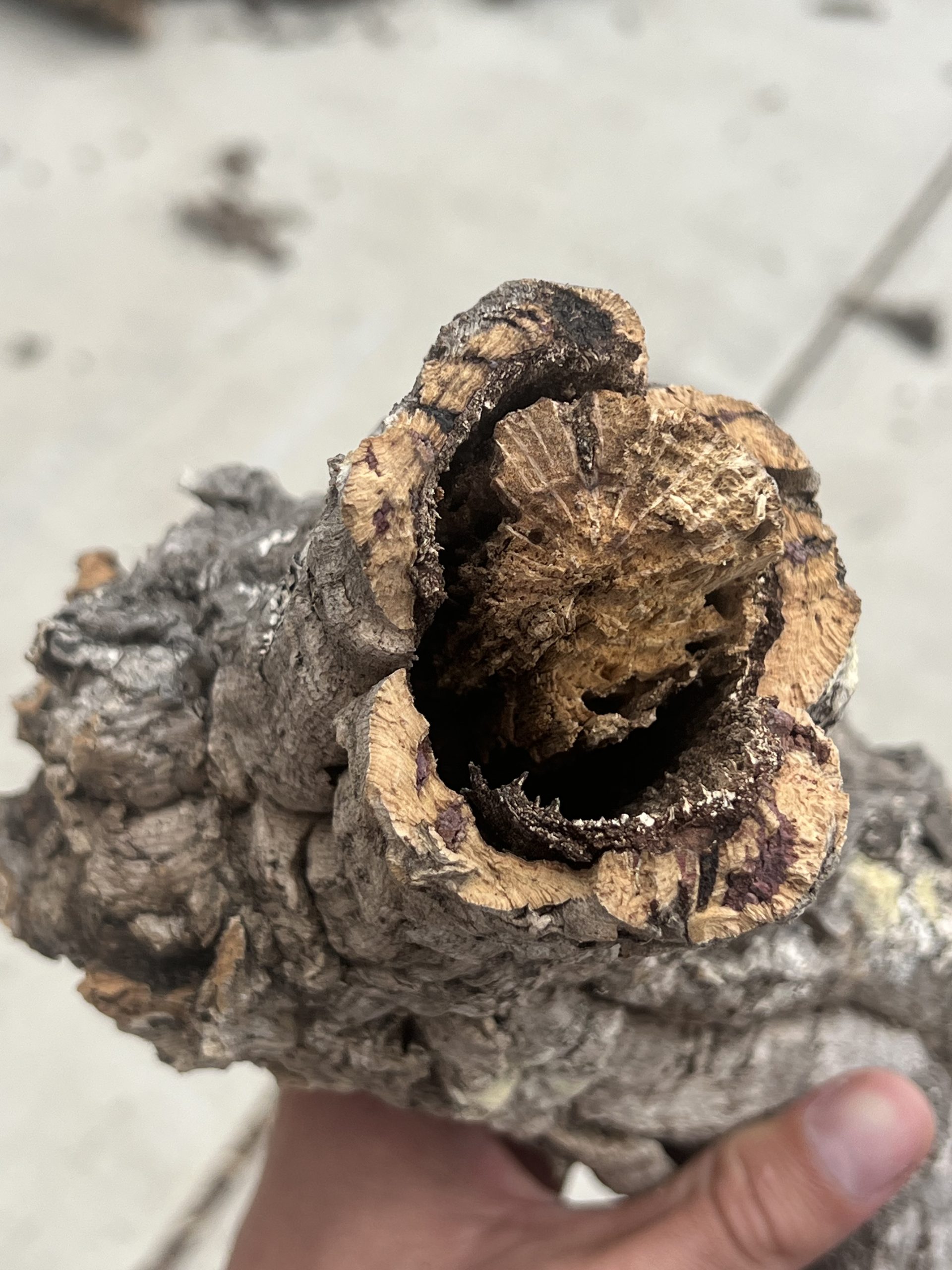 Virgin Cork Logs