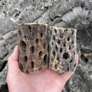 Natural Cholla Stump