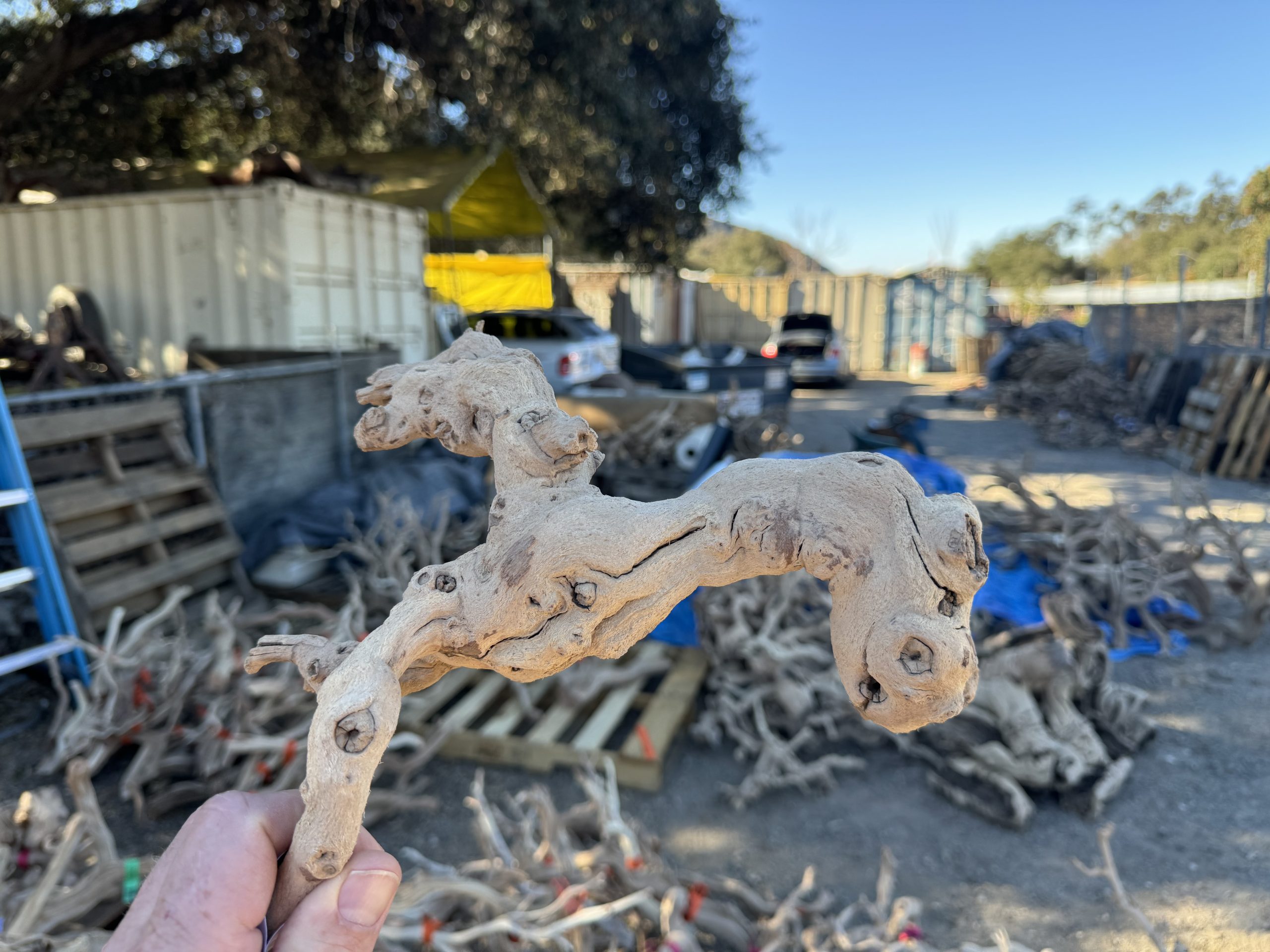 Sandblasted grape vine branch for reptile enclosures and terrariums