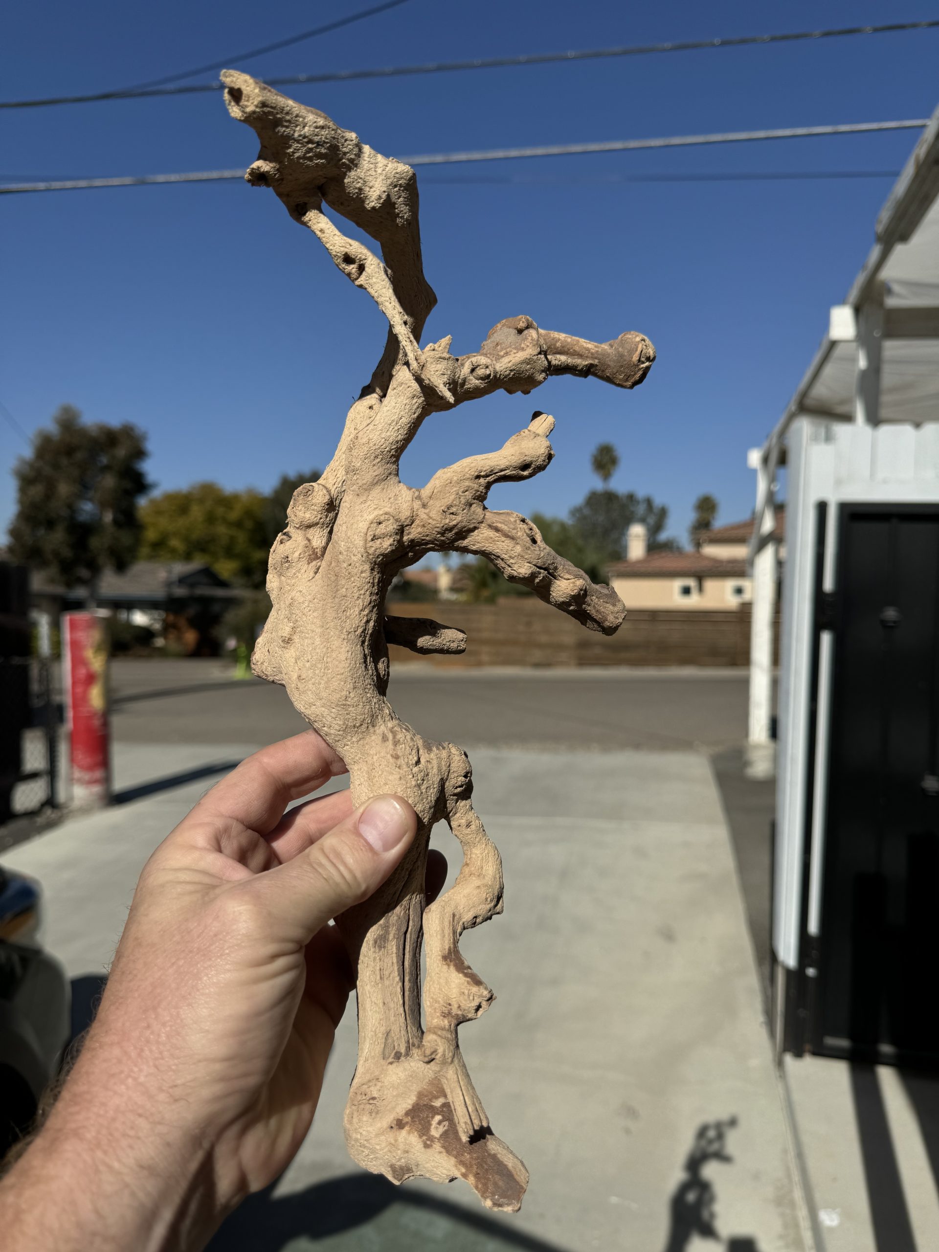 Sandblasted grape vine branch for reptile enclosures and terrariums