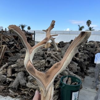 Ghost Wood
