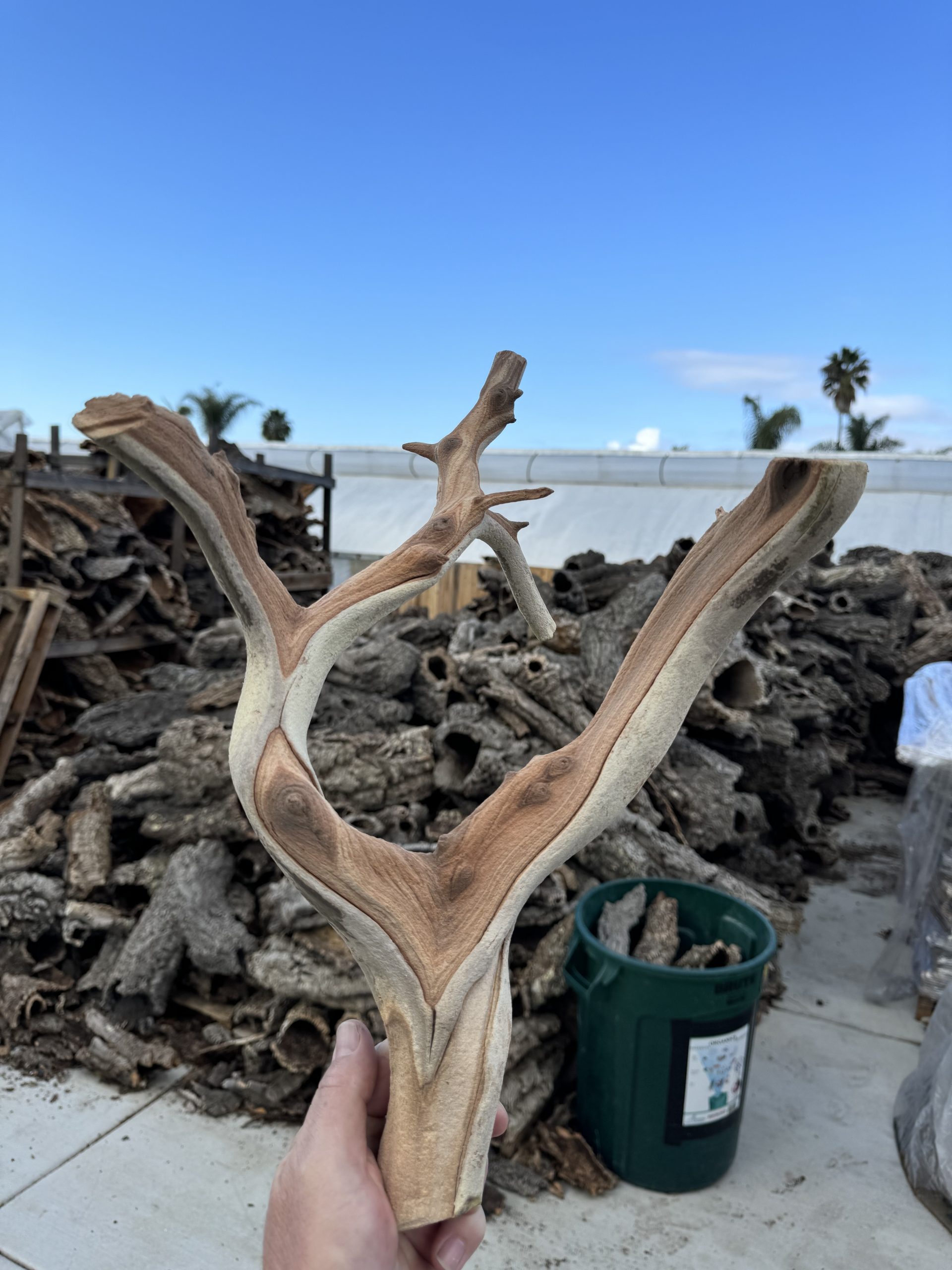 Ghost Wood