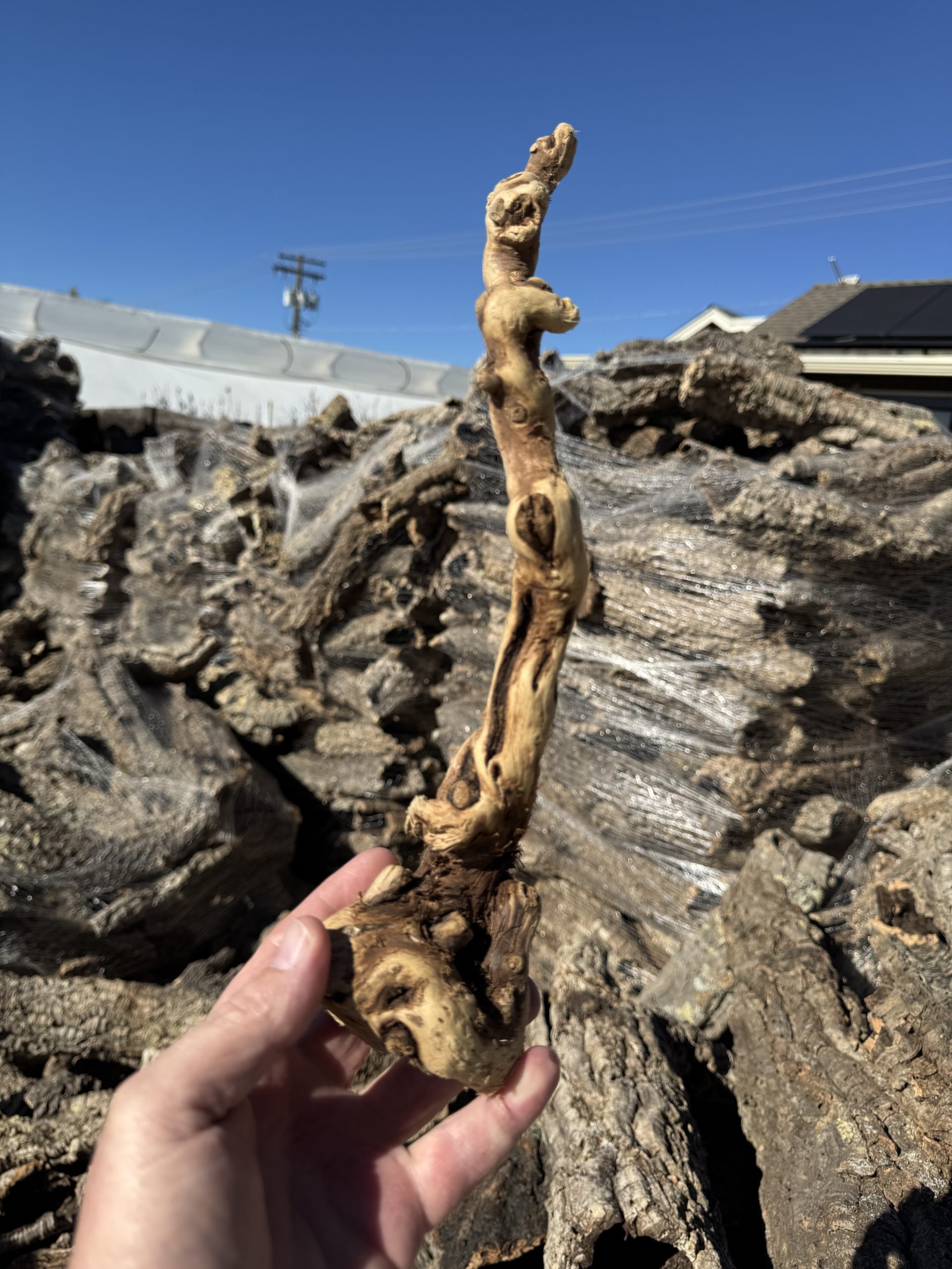 Tumbled grape vine