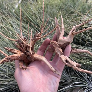 Hardwood rootstock small