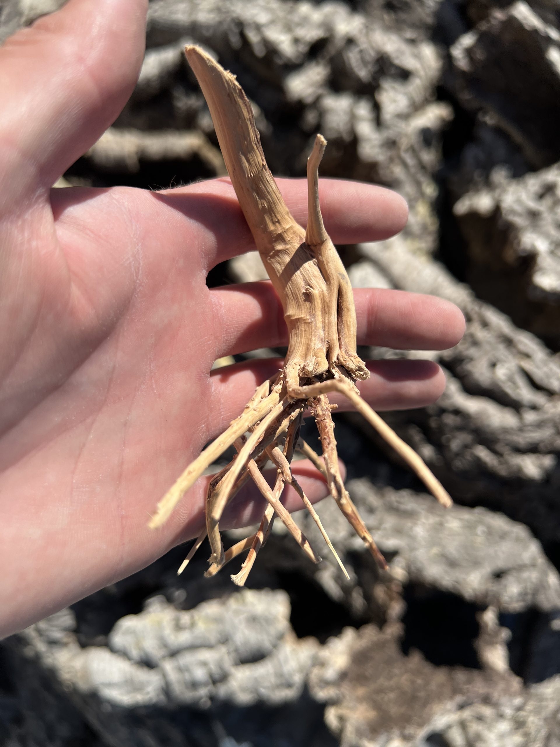Hardwood rootstock small