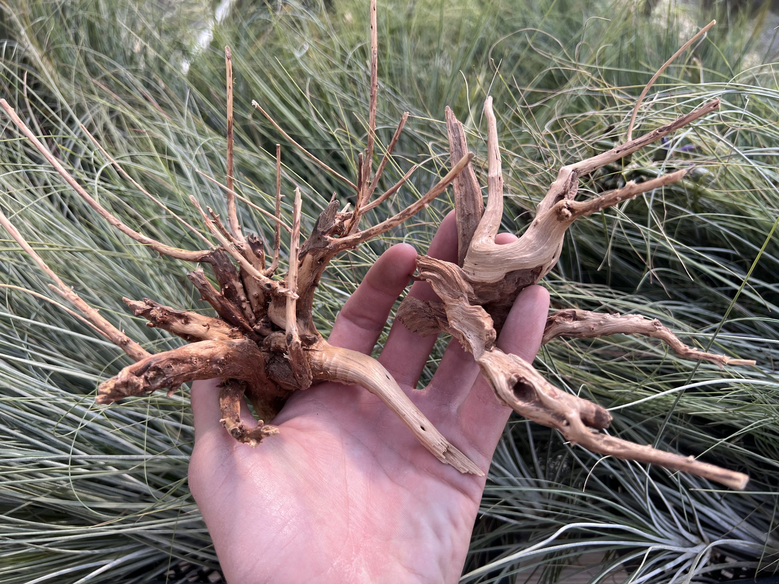 Hardwood rootstock small