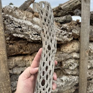 Cholla cactus skeleton